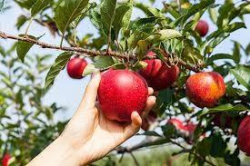 apple picking