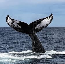 Whale Watch